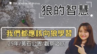 【熱烈推薦】這本書，滿分！打破對野狼的認知！►《狼的智慧》 The Wisdom of Wolves｜說書 ｜書評｜千芸說書