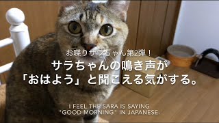 お喋り猫サラちゃん第2弾！サラちゃんの鳴き声が「おはよう」と聞こえる気がする。(0:50頃) I feel the Sara is saying \