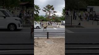 Nara Park deer 🦌 in japan | 外国人観光客、奈良の鹿渡りに反応「すごい！」