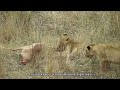 lioness surprises impala then 3 cubs join her from the bushes