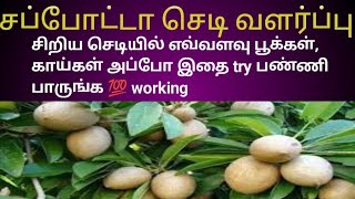 சப்போட்டா செடி வளர்ப்பு சிறிய செடியில் எவ்வளவு பூக்கள், காய்களா. அப்போ இதை try பண்ணி பாருங்க 💯 work