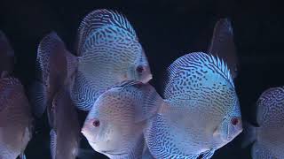 Blue Snake Skin Discus