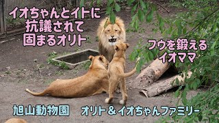 旭山動物園　イオちゃんとイトに抗議されて固まるオリト　イオママのフウを鍛える時間　ヘソ天で抗うフウ　オリト＆イオちゃんファミリー　Orito \u0026 Io family　Lion family