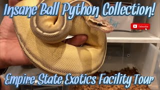 Extremely Rare And Expensive Ball Python Collection! Empire State Exotics Facility Tour | Part 1.