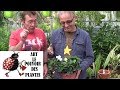 tuto jardinage: Gardénia: Comment le faire (fleurir) entretien et arrosage:Plante verte d'intérieur