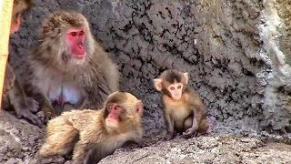 ニホンザルの子供たち （市川市動植物園）Japanese Macaque Children