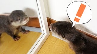 【鏡の中に誰かいる！？】カワウソのビンゴ初めての鏡(First time Otter Bingo saw himself in the mirror)