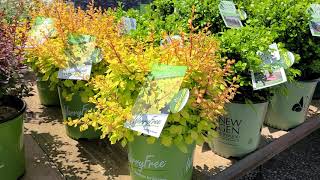 Berberis Worry Free® Lemon Glow® (Barberry) // Superb, NON-INVASIVE, Dwarf Berberis for bright COLOR