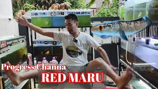 Tips Progress Channa Red Maru