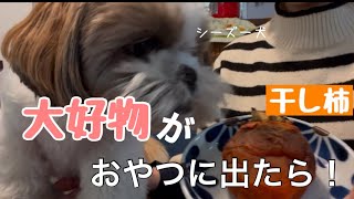 【シーズー】大好物なアレが目の前に出たら笑！コレ食べて元気に年越すじぇ！#dog #shihtzu #シーズー #いぬのいる生活