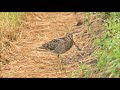 swinhoe s snipe チュウジシギ【野鳥撮影 野鳥動画】