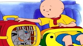 Caillou Türkçe - Caillou ve Hasta Kedi | kayu cizgi filmi | çizgi filmleri çocuklar için | WildBrain