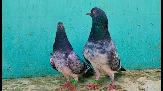 Sebay Wala Breeder pair for sale in Lahore Imran Jutt (0300-4467668)