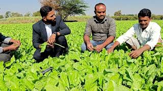 SCT वैदिक पालक 35 दिवसांची एकही फवारणी न केलेली उत्कृष्ट दर्जाची पालक, रुंद गर भरलेले पान ‼️