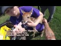 Fawn Care 101 - Deer Farming TV