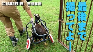 最後まで撮ってよー 歩けなくなったヤギ「うしお」＃08　吉懸牧場　2019年9月1日　Goats cared for in wheelchairs　車椅子にのる介護ヤギ