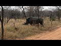 spotting an enormous rhino