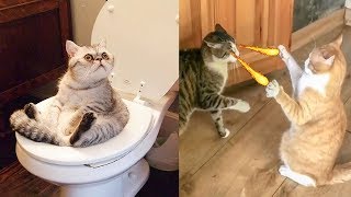 Try Not To Laugh Challenge - Funny Cat & Dog Vines compilation 2019