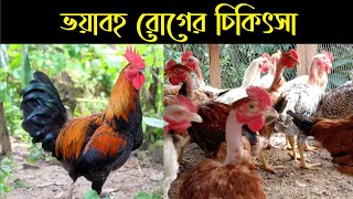 মুরগির ভয়াবহ রোগের লক্ষ্মণ ও চিকিৎসা | দেশি মুরগী পালন পদ্ধতি |  dasi murgi palon