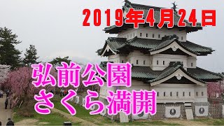 2019年4月24日　弘前さくらまつり　満開の桜