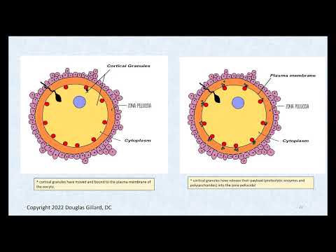 What is the difference between fast block and slow block polyspermy?