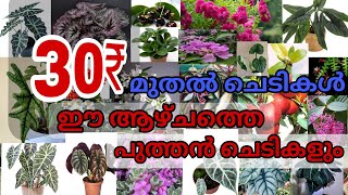 ✴️🎁💥 മുപ്പത് രൂപ (₹30)മുതൽ ചെടികൾ