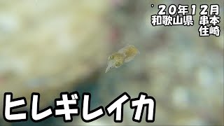 ヒレギレイカ（’２０年１２月　和歌山県串本）