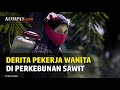 Pekerja Wanita di Lahan Sawit Dilaporkan Alami Kekerasan