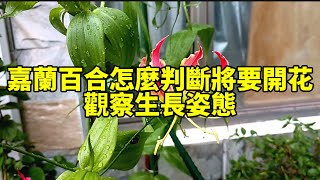 嘉蘭百合怎麼判斷將要開花？觀察生長姿態，早花晚花一目瞭然