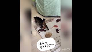 🍀保護ねこ日記🍀お世話ボランティアさんとの楽しい時間♬ #保護ネコ #cat #保護ねこの家 #保護猫動画 #ねこ好きさん集まれ #保護猫施設 #NPO法人手と手の森保護施設