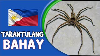 TARANTULANG BAHAY / Philippine Huntsman spider