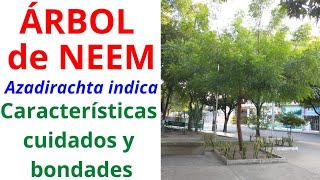 ÁRBOL de NEEM. Características, cuidados y bondades