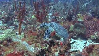 Evert Bleijenberg - Impression Bonaire, Saba \u0026 Statia.mov