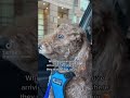 dogs priceless reaction at vet