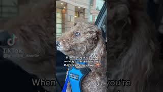 Dogs Priceless Reaction at Vet