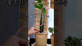 보석금전수 금전수삽목 흙꽂이 #zzplant #zzplants #zzplantcare