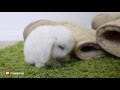 baby bunny grooming so cute