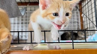 ごはんと大騒ぎするも出遅れて焦る子猫 生後44日【ミドくん日記#34】A kitten mewling loudly for food.