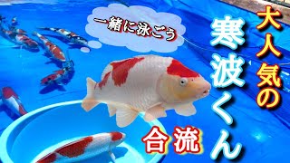 「寒波くんが遂に。」元気になった寒波くんが、群れで優雅に泳ぎます　#koi #koifish