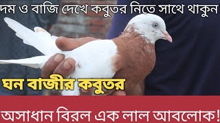 দুর্লভ প্রজাতির এক ঘন বাজির লাল আবলোক মাদির দেখা মিললো রাজশাহীতে!