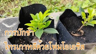 การปักชำต้นไทรเกาหลี ด้วย โอเอซิส