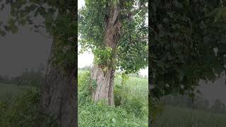 #nature #pipal ka purana tree#beautiful#Hindi song