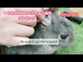 🐰うさぎの病気【ソアホック】 rabbits 多頭飼い ソアホック