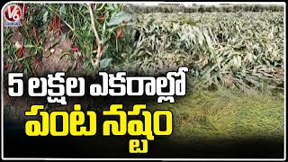 Farmers Suffers Huge Crop Loss Damage Due To Sudden Rains | V6 News