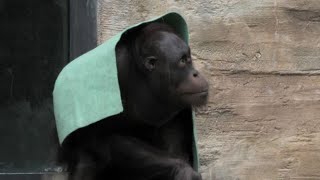 考えるリキ　　Thoughtful Riki  オランウータン　多摩動物公園