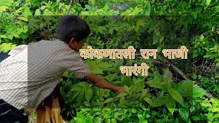 भारजय, भारंगी, कोकणातील पावसात मिळणारी रान भाजी ! *Bhargyachi Ranbhaji konkan jungle vegetables