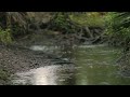 pluie douce en forêt son de la pluie pour sommeil relaxation concentration méditation