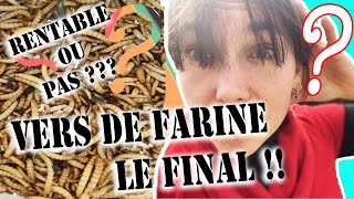 Elever facilement des vers de farine : épisode 3 il y en a enfin pour les poules !!!