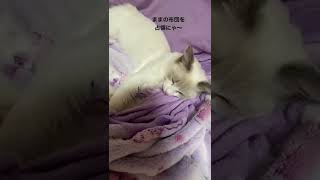 ママの布団を占領する子猫が可愛すぎたw#シアン #ラグドール #子猫 #猫 #猫動画 #猫のいる生活 #猫のいる暮らし #猫好きさんと繋がりたい #cat #cats #shorts #short