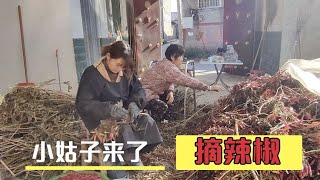 小姑子回娘家，总是赶上干农活，嫂子说：跟辣椒杠上了